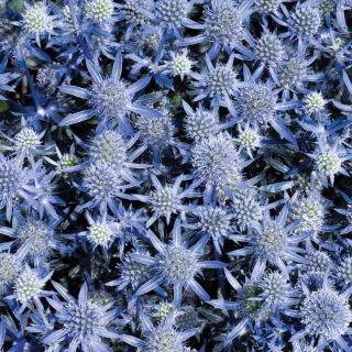 Blue Glitter Sea Holly Thumbnail